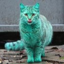 더초록