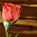 서재필의어랑