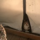 제이디풀빌라(J.D풀빌라) | 서울 근교 글램핑 추천 가평 JH 카라반 웨스턴 글램핑 후기