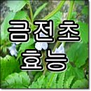 결석제거에 효과가 있는 금전초 효능 알아봅시다 (차만들기) 이미지