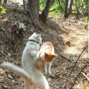 냥냥펀치 - 고양시 일산동구 | 냥냥펀치
