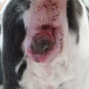 천안24시스카이동물메디컬센터 이미지