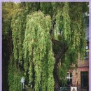 지방897호 이미지