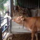 한우 농장 이미지