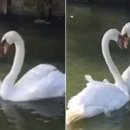 (주)백조 이미지