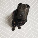 [❤️입양후기❤️] 453. 샤코🐶