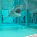 삶과사람 | 국립 현대미술관 데미안허스트 뒷북 관람 후기 삶과 죽음의 경계에 관하여