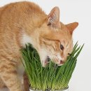 기프트 펫 이미지