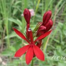 로벨리아(lobelia) 이미지