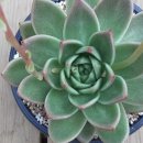 시몬농장 이미지