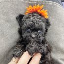 행운동-50 이미지