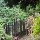 숲에 머물다 이미지