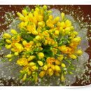 후리지아 이미지