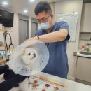 한결같은 동물병원 | 내과 특화 광주 금호동 동물병원에서 알려주는 강아지 장염 소리