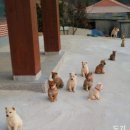 아기강아지 - 연수구 샘말로87번길 7-12 | 아기강아지