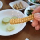 기통찬장어 이미지