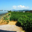 창주농장 이미지