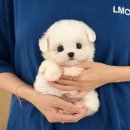 미유펫강아지고양이청주점(미용,위탁관리) | 청주강아지분양 특별함을 원한다면 미유펫으로