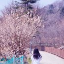 유정농원 | 정관 병산저수지 벚꽃 개화 상황｜부산 벚꽃 명소 현재 개화율 (주차 정보) 26.03.31 영상 있음