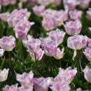 개성할매전통육개장 이미지