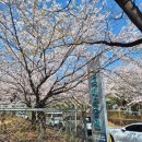 신석체육공원 입구 | 인천 서구 벚꽃명소 신석체육공원 사람반 벚꽃반 주말방문 근황 주차 및 피크닉 자리 정보 후기