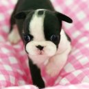 오케이독 이미지