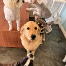 서촌동 댕번지 이미지