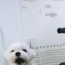 도담도담펫살롱 네이버블로그