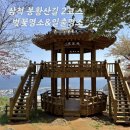 산과바다산약초 | 삼척 봉황산 산림욕장 코스 후기, 벚꽃 명소와 숨은 일출 명소 실직정