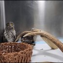 전라남도야생동물구조관리센터 이미지