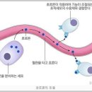 호르몬 (hormone) 이미지