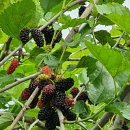 오디건강체험마을 이미지