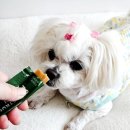 선닥터동물병원 이미지