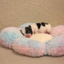 파주켄넬 | 실버파티말티푸 분양 교배 타이니타입 전문견사 비비드켄넬!