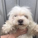 정왕지구대 이미지