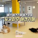 도그파우 이미지