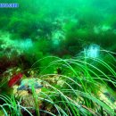 수중산책 이미지