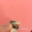 러브시티독 네이버블로그