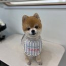 온댕 이미지