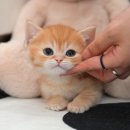 광주강아지분양 고양이분양 미유펫 본점 이미지