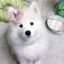 천사강아지 이미지