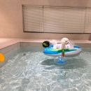 사직프라자대중목욕탕 | 서울 강아지 실내 수영장 : 마곡 보타닉풀 ♩ 가족들과 사랑이와 함께한 저녁 대관 후기