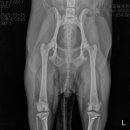 서창사랑동물의료센터 이미지