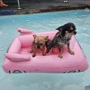 파트라슈 애견 펜션 이미지