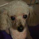 벨루스독 이미지