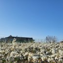 압해도용마을 이미지