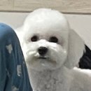 도시 강아지 | 검단신도시동물병원 강아지 십자인대 파열 수술 후기