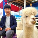 정우성목장 | [강원도 평창] 여행 아이들과 가볼 만한 곳 알파카 마추픽추 카페 한화리조트 인근 애견동반카페