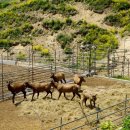 대관령사슴목장 이미지