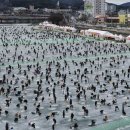 그냥 심심해서요. (26538) 화천 ‘산천어축제’ 이미지